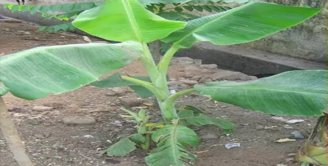 Seithipunal