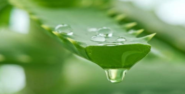 Image result for aloe vera seithipunal