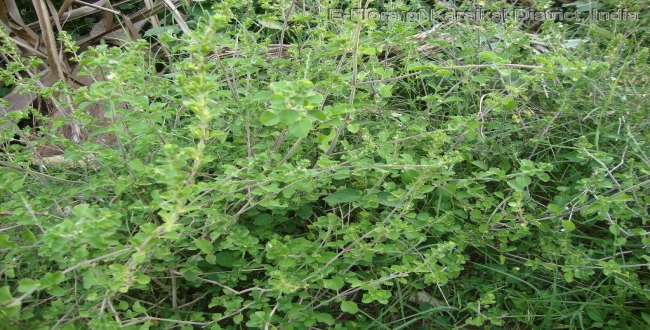Seithipunal