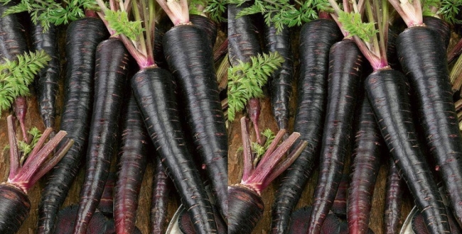 
	கருப்பு நிறத்தில் ஆரோக்கியச் செல்வம்! நீலகிரியிலிருந்து நாட்டை ஆச்சரியப்படுத்தும் புதிய கேரட் ஆராய்ச்சி! - Seithipunal
