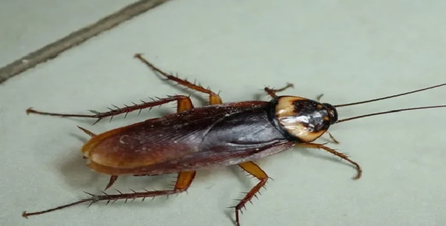 Seithipunal