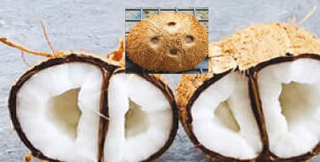 Seithipunal