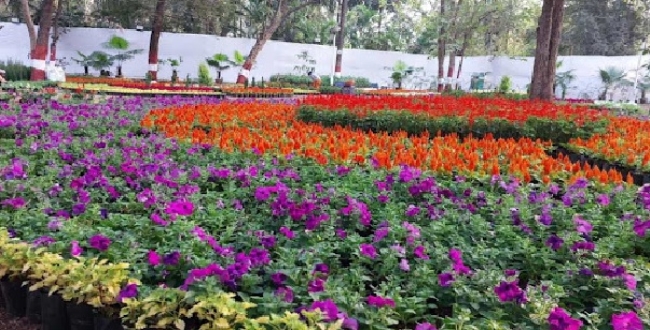 
	புதுச்சேரியில் இன்று முதல் பூக்களின் அணிவகுப்பு! - 36-வது மலர் கண்காட்சியைத் தொடங்கி வைக்கிறார் முதல்வர் ரங்கசாமி - Seithipunal
