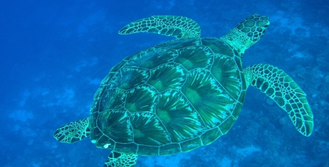 Seithipunal