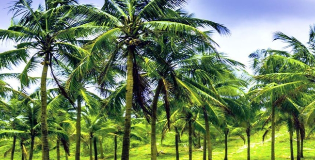 Seithipunal