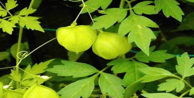 Seithipunal