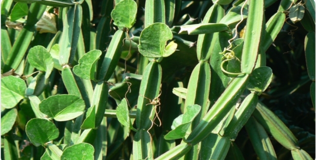 Seithipunal