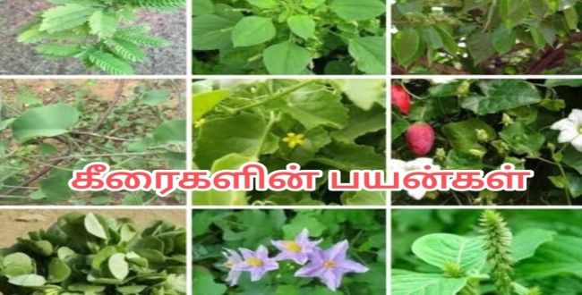 Seithipunal