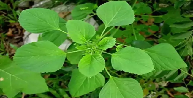 Seithipunal