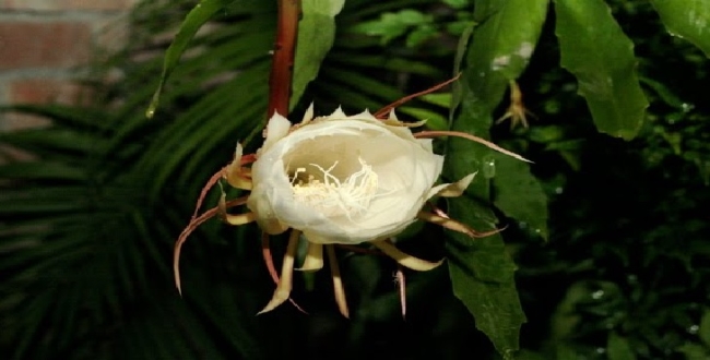 Seithipunal