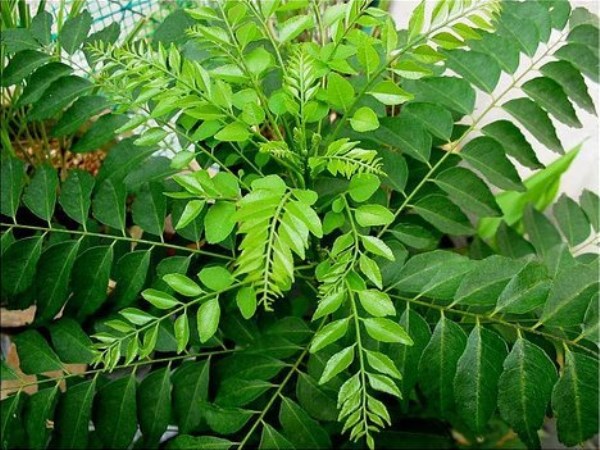Seithipunal