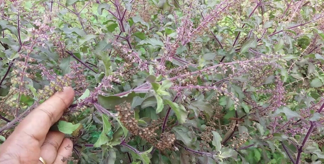 Seithipunal