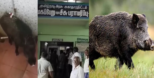 Seithipunal