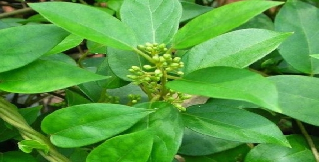 Seithipunal