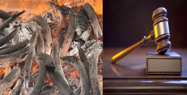 
	யானை வேட்டைக்கு முடிவு: 233 தந்தங்கள் நீதிமன்ற உத்தரவின்படி எரிப்பு...! - Seithipunal
