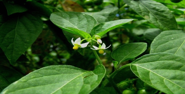 Seithipunal