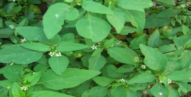 
	மணத்தக்காளி கீரை: ஒரு பச்சை இலையில் உங்களுக்கான hidden ஆரோக்கிய ரகசியம் என்ன...? - Seithipunal
