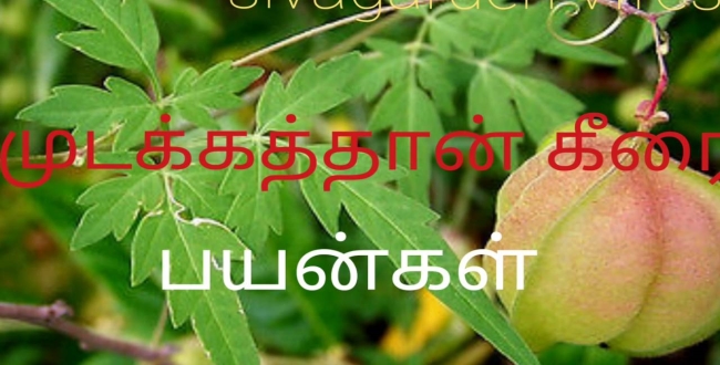 Seithipunal