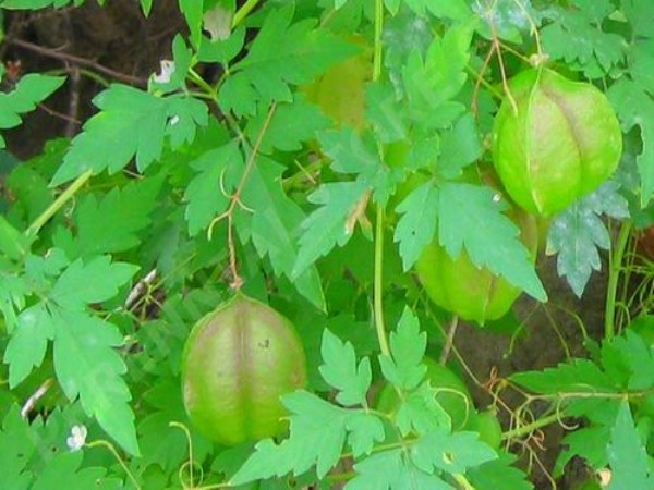 Seithipunal