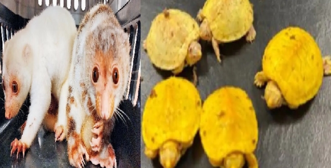 Seithipunal