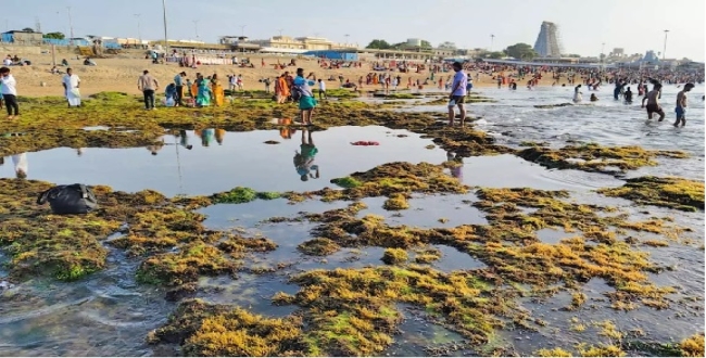 Seithipunal