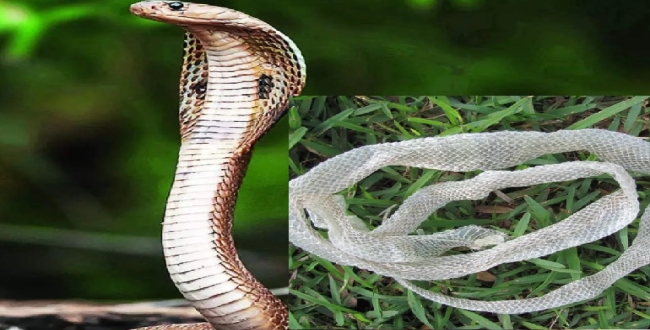 Seithipunal