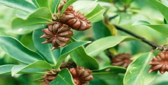 Seithipunal