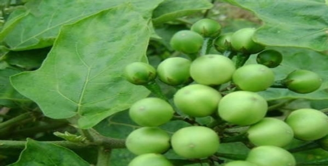 Seithipunal