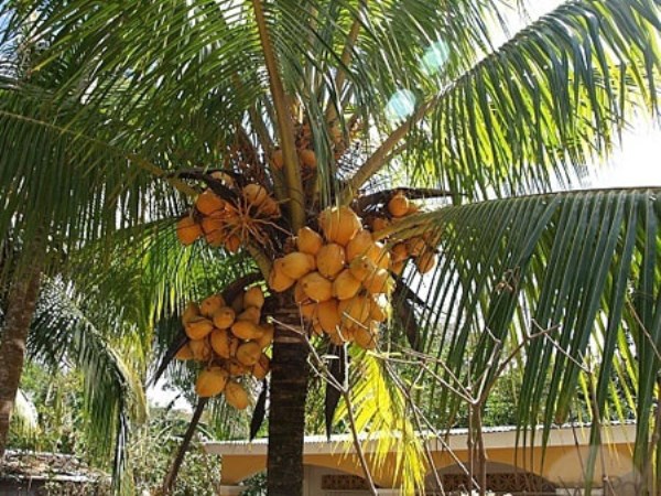 Seithipunal