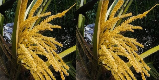Seithipunal