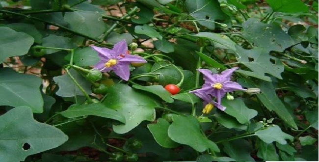 Seithipunal