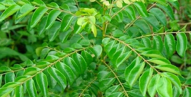 Seithipunal