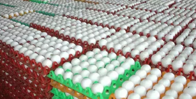 
	முட்டை புதிய உச்சம்..வரலாறுகாணாத உச்சபட்ச விலை! எகிறிய முட்டை விலை..!  - Seithipunal
