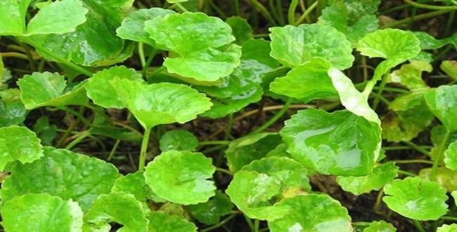 Seithipunal