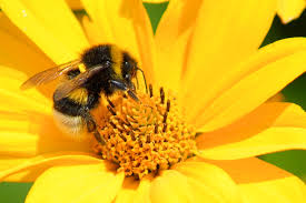 bee, தேனீ, bee drink honey from flower, தேனை பூவில் இருந்து குடிக்கும் தேனீ, 