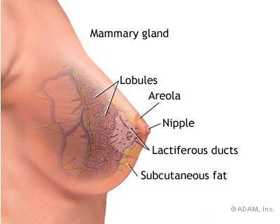 breast, breast function, nipple, explanation of nipple,
