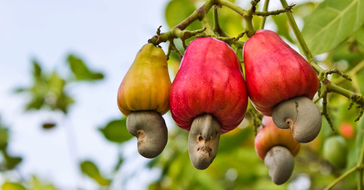 cashew nut, cashew, cashew nut picture, benefits of cashew nut, nuts, healthy nuts,