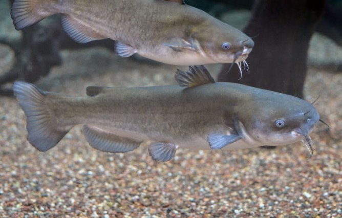 Shivan Fish இந்த மீனை சாப்பிட்டால் அடுத்த தலைமுறையே இல்லாமல் போய்விடுமாம்!. மக்களே ...