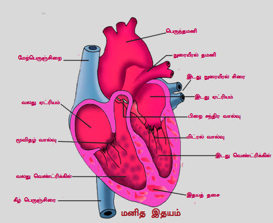 வயகராவின் பணி உண்மையில் என்ன, use of Viagra, Viagra, வயகரா, வயாகரா, couple enjoy, affair, illegal affair, husband wife enjoy, தாம்பத்தியம், உல்லாசம், கள்ளக்காதல், கணவன் மனைவி உல்லாசம், உடலுறவு,
