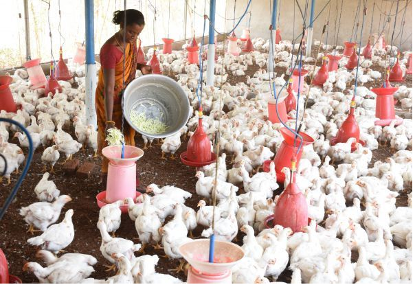 பறவை காய்ச்சல் எதிரொலி- நாமக்கல் பண்ணைகளில் உள்ள கோழிகளுக்கு தடுப்பூசி போடும் பணி தீவிரம்