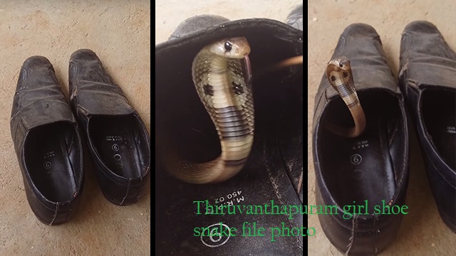 snake in shoe,