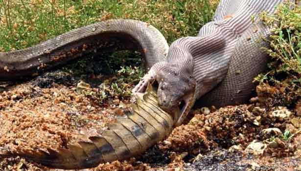 australia python anaconda, australia, python anaconda,