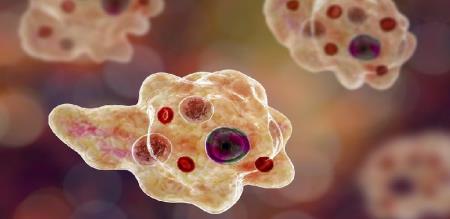 women died for amoeba fever in kerala