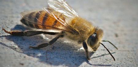 man died for honey bee bite in kallakurichi