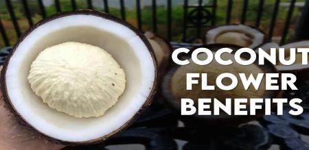  miraculous properties and medicinal benefits of coconut flower