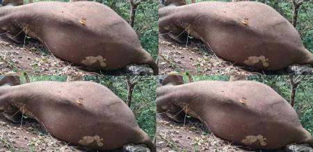 Wild elephants make tribal village scream Pregnant elephants death shocking