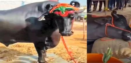 Rajasthan popular Pushkar buffalo ₹21 crore died suddenly  