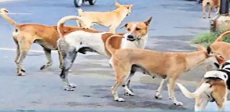 CHENNAI STREET DOG CENSUS 
