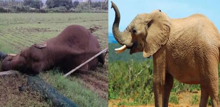Pity Coimbatore elephant searching food died electrocution What happened