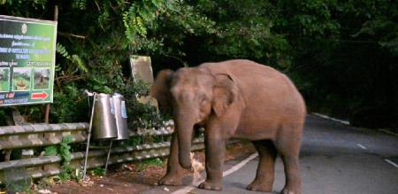 baby died for elephant attack in coimbatore